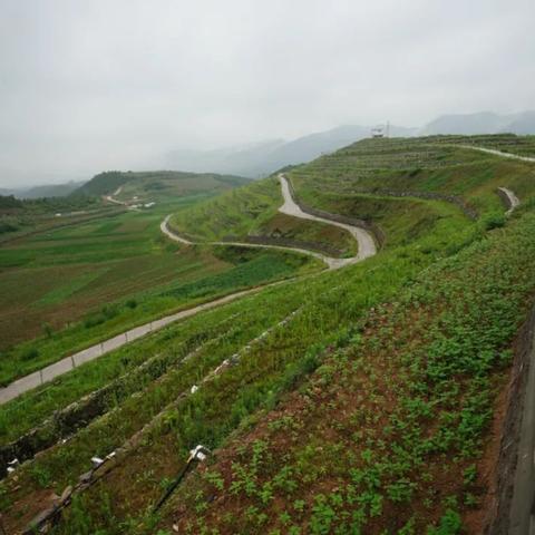 河南哪个地方有白芍