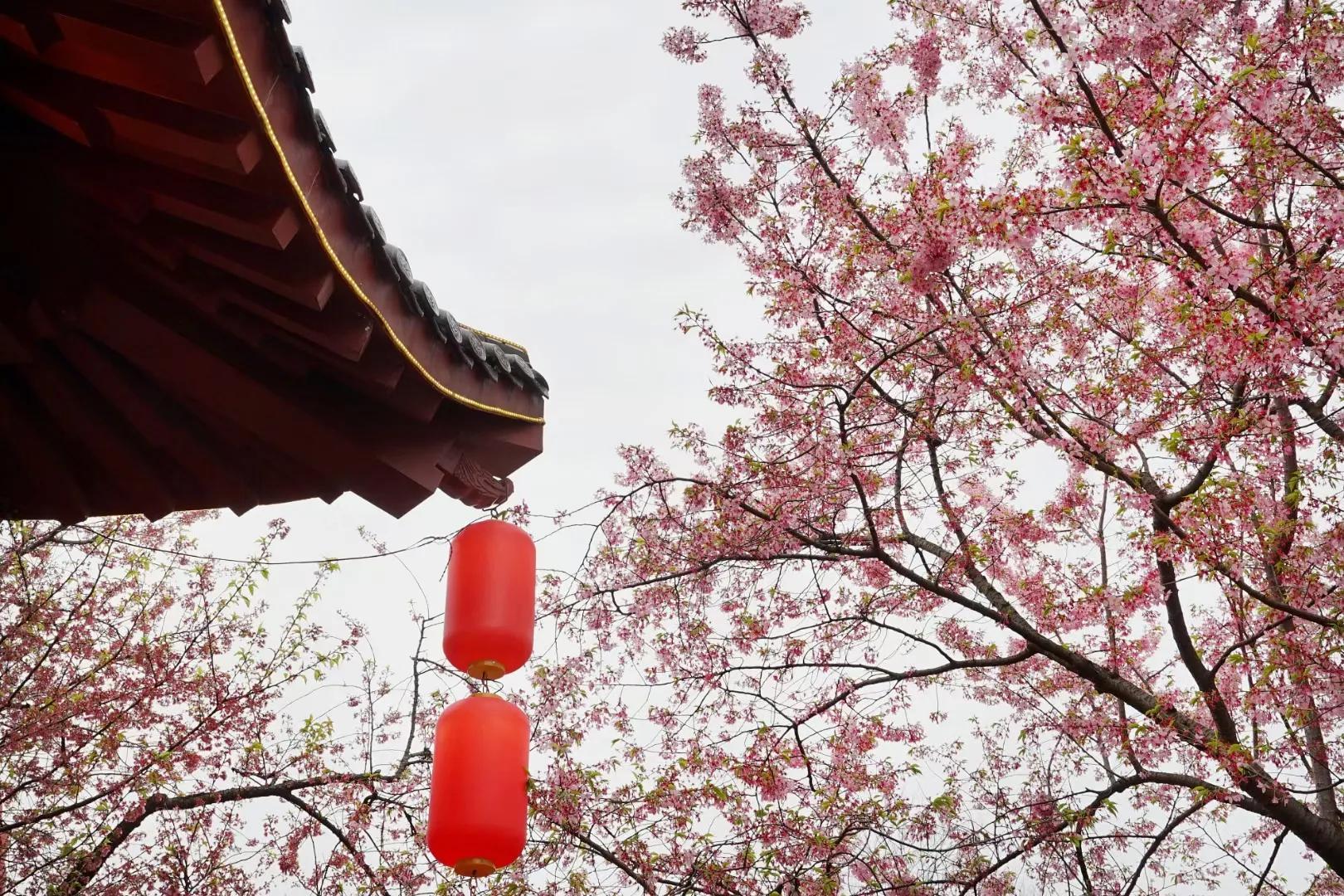 日本早樱什么时候开,樱花是什么时候盛放?