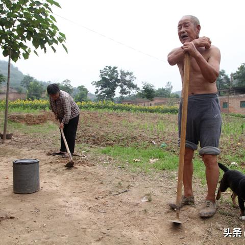 河南省养猪补贴政策？