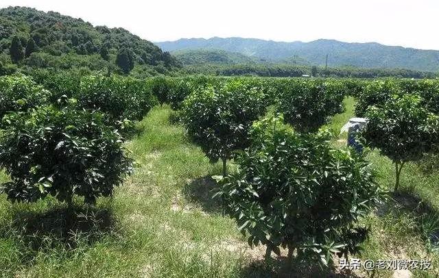 柑橘栽培技术要点总结怎么写好（柑橘的种植方法）