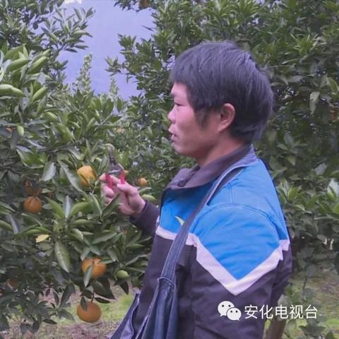 厦门埃及橙的相关长尾关键词有哪些