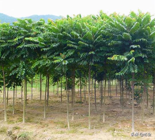这些所谓的“冷门”树种销售量越来越大，商机无限