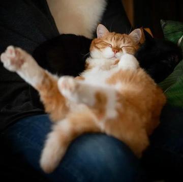 一只黄色猫咪坐在坐垫上gif图片