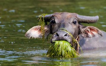 老牛吃嫩草的表情包搞笑gif