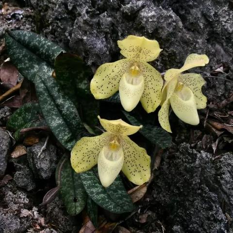 南宁市植物路是哪个县