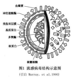 孕妇咳嗽要看中医还是西医