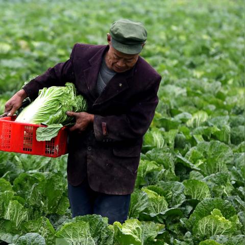 【杭州今日菜价】2025年5月30日杭州菜价是多少