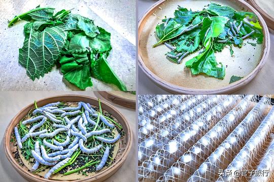 春蚕丝尽成蛹，破茧成蛾才死，李商隐春蚕到死丝方尽是千年错误