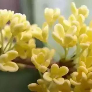 桂林的市花是什么花？