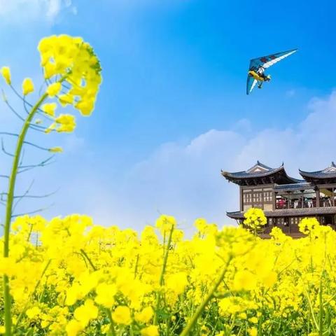 赏花地方上海有哪些景点