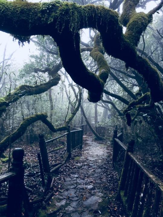 除了云海星空，这个桂林超冷门景点竟然还可以“撸猫”！