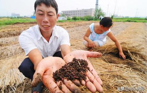 农村创业干啥最赚钱？这12个农村致富好项目，你值得一试