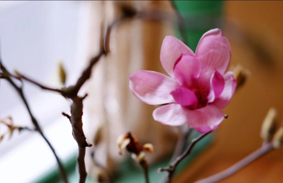 大家都学什么美食（说说你们一般都做些什么菜）
