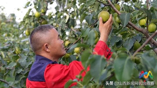 「上党区」王勇：返乡创业铺就致富路