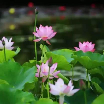 厦门市周末哪里好玩