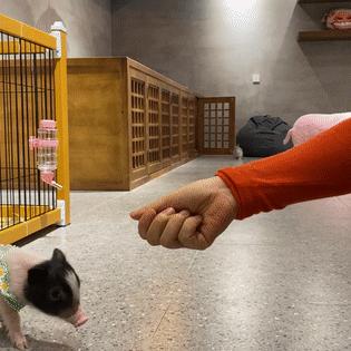 沈阳宠物可以进的宾馆相关长尾关键词有哪些