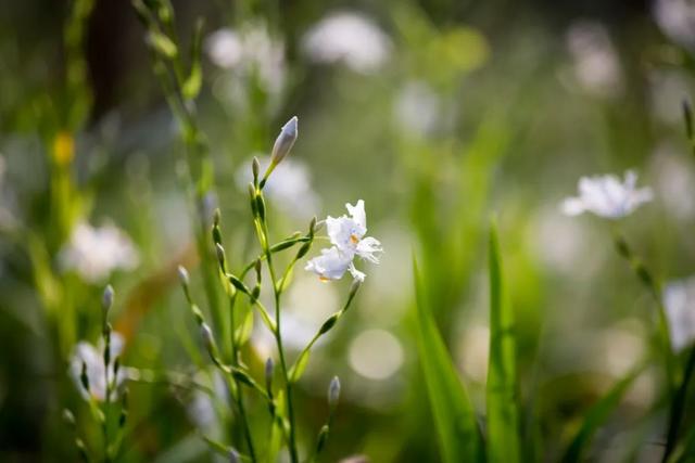 2021春分节气经典古诗词大全