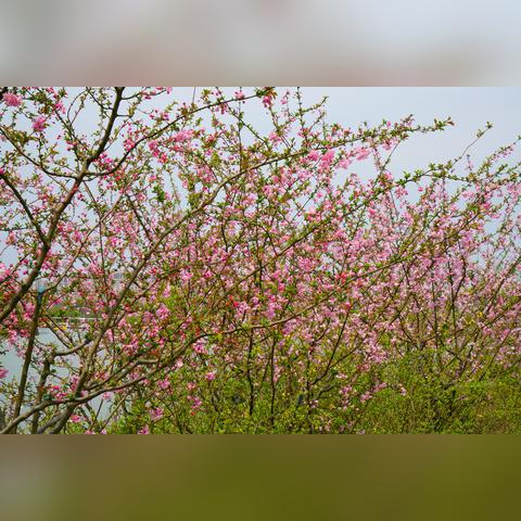 宁波市植物园位于什么区