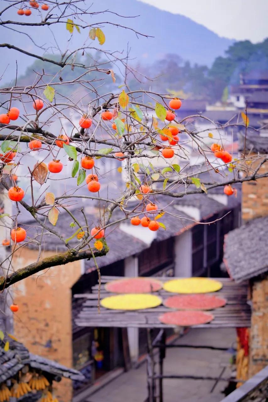 鲜花小镇礼包码,玫瑰小镇什么时间种植鲜花升级最快?