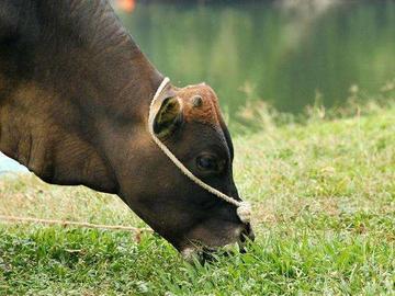 老牛吃嫩草的表情包搞笑gif