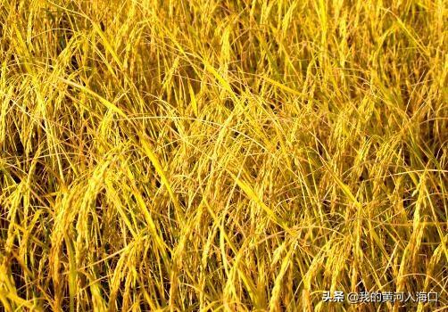 2020世界粮食日的主题是什么