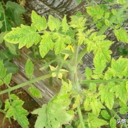 硝酸胍/硝酸胍分解温度 硝酸胍/硝酸胍分解温度