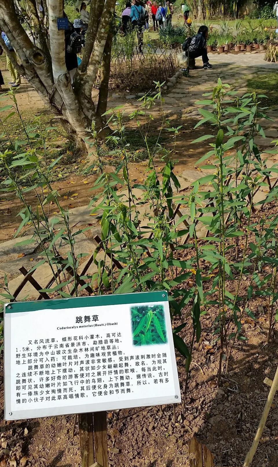 跳舞草真的会跳舞吗,小草绿的得什么填动词?