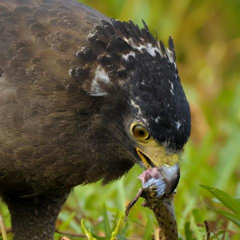 福建什么地方会有蛇出现