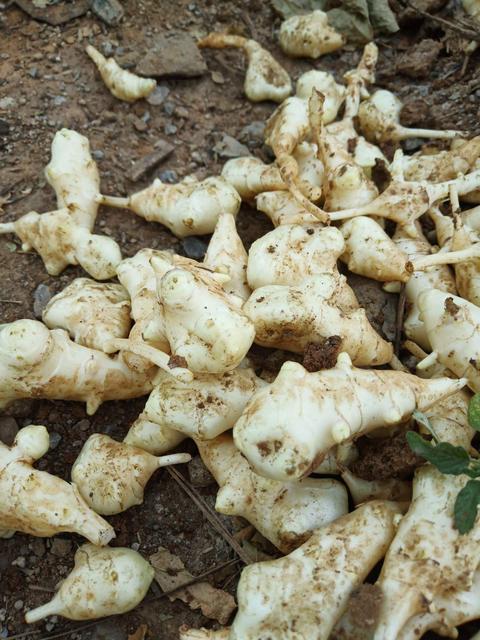 女性吃生姜有哪些好处 女性吃生姜有哪些好处