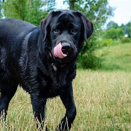 草地笨幼犬图片大全的长尾关键词有什么