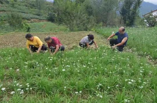 我为群众办实事丨四川广元朝天区让特色农产品运得出卖得好