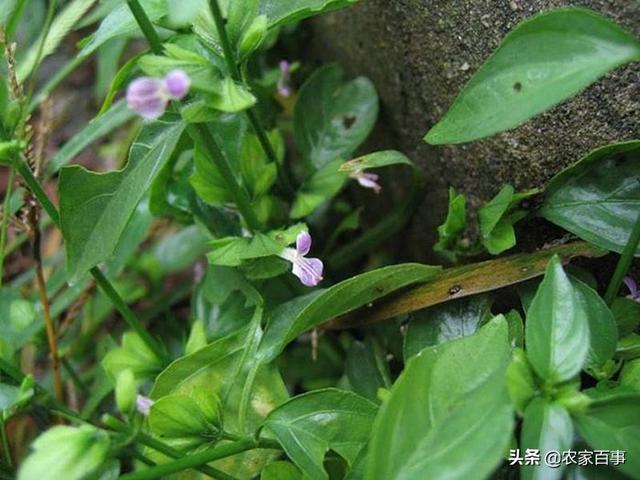 儿童生长痛怎么办，缓解生长疼痛的方法(内服+外敷)