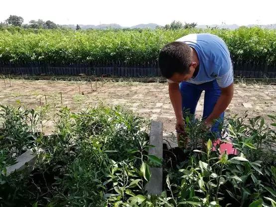 柑橘中大雅的種植手藝_大雅柑四川廣元合適種植嗎