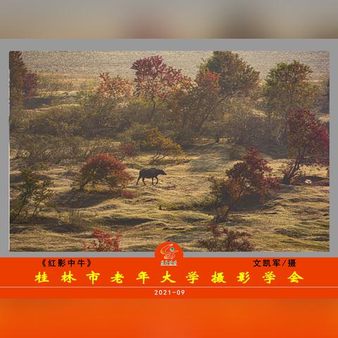 桂林市老年公交卡怎么查