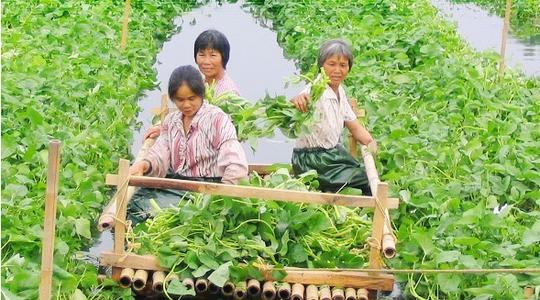 想回乡创业选择什么项目好？这些植物成本低，操作简单。