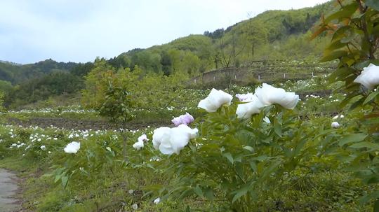 广元朝天：油牡丹开出增收“致富花”