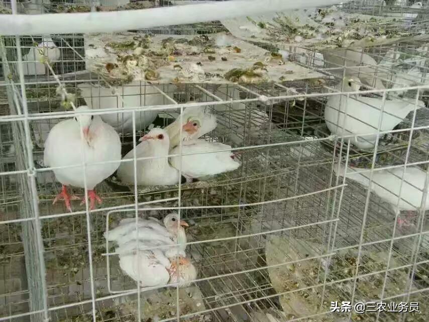 鸽乳人工 0-7天配方(肉鸽养殖户育雏期要怎样管理种鸽)