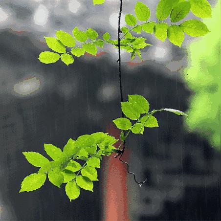大连市什么时间有雨水啊