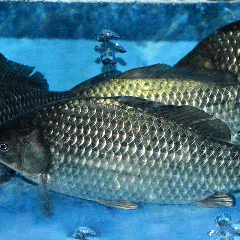 武汉市哪个镇外地人多