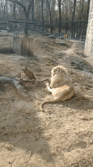 搞笑gif:糖宝神兽:“我不要面子的吗？”