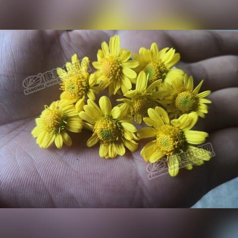 花茶货源在哪找的长尾关键词有哪些