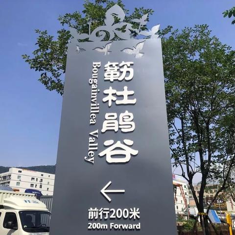 深圳市什么时候选出市花