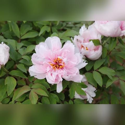 东莞市香玉百花园二手房的长尾关键词有什么