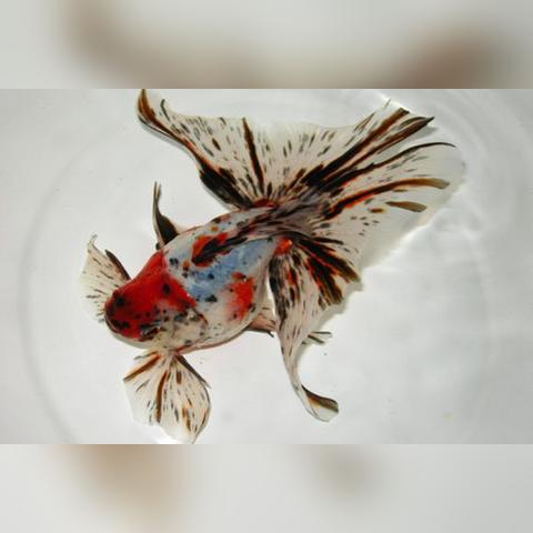 功夫熊猫软件的长尾关键词有什么