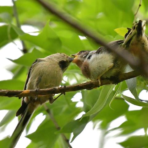 西安图片大全图片相关长尾关键词有哪些