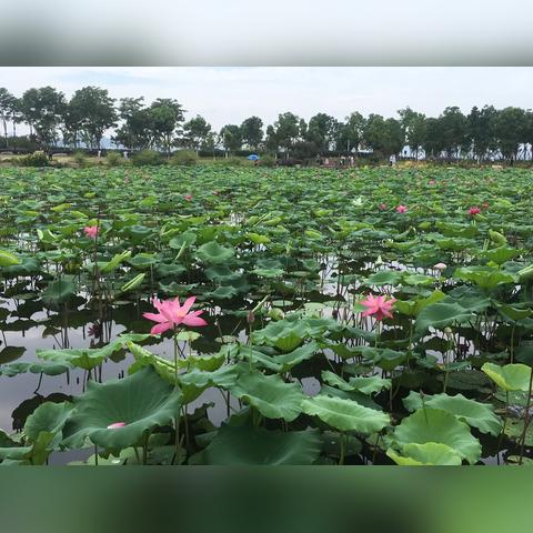 武汉东湖荷花节门票的长尾关键词有什么