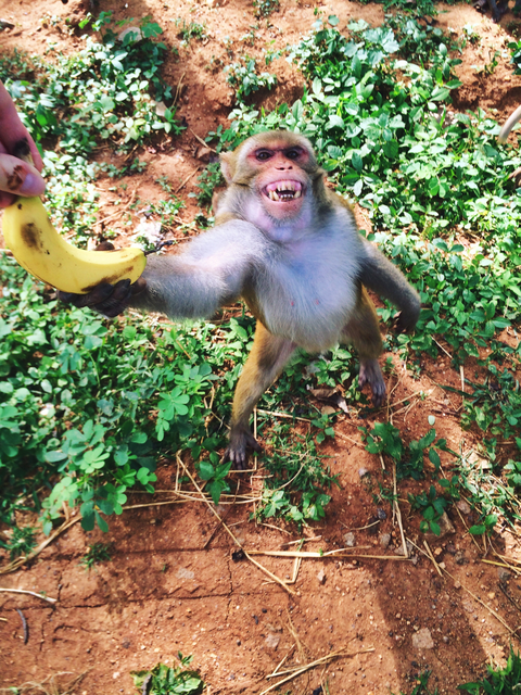 宝宝多大可以吃香蕉 宝宝多大可以吃香蕉