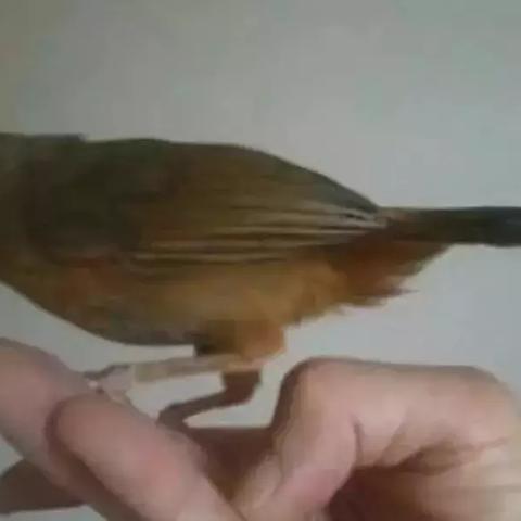 画眉鸟吃什么虫好？