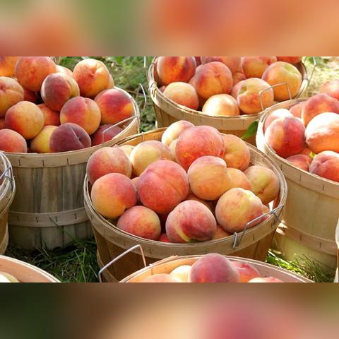 无锡市肥料销售招聘的长尾关键词有哪些