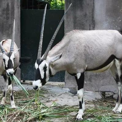 东莞市香市路在哪里